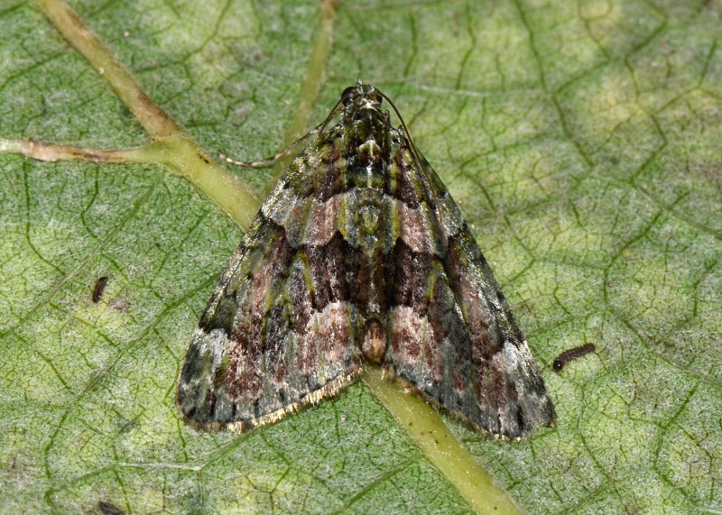 Geometridae Chloroclysta siterata ? - S!